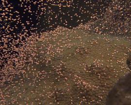 国家地理：大白鲨的长途冒险旅程