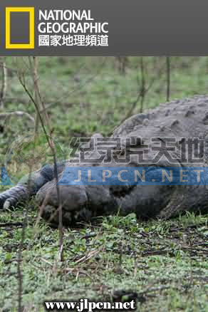 鳄鱼短片：鳄鱼的黑暗面