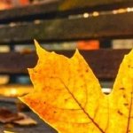 泪成河，唤母归